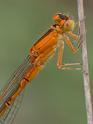 Ischnura pumilio (Scarce Blue-tailed Damselfly) female 2.jpg